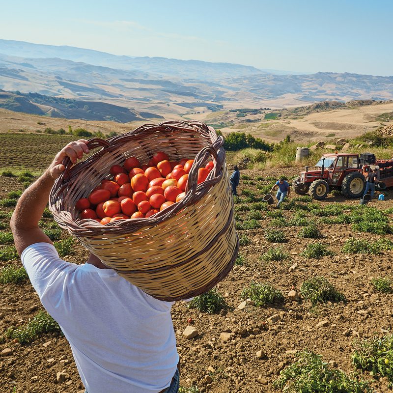 Raccolta del pomodoro Siccagno — Cooperativa Rinascita Valledolmo