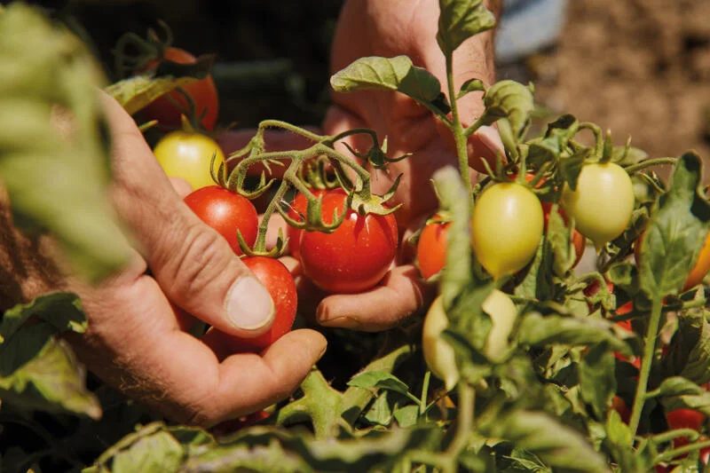 Pomodoro Siccagno — Cooperativa Rinascita Valledolmo