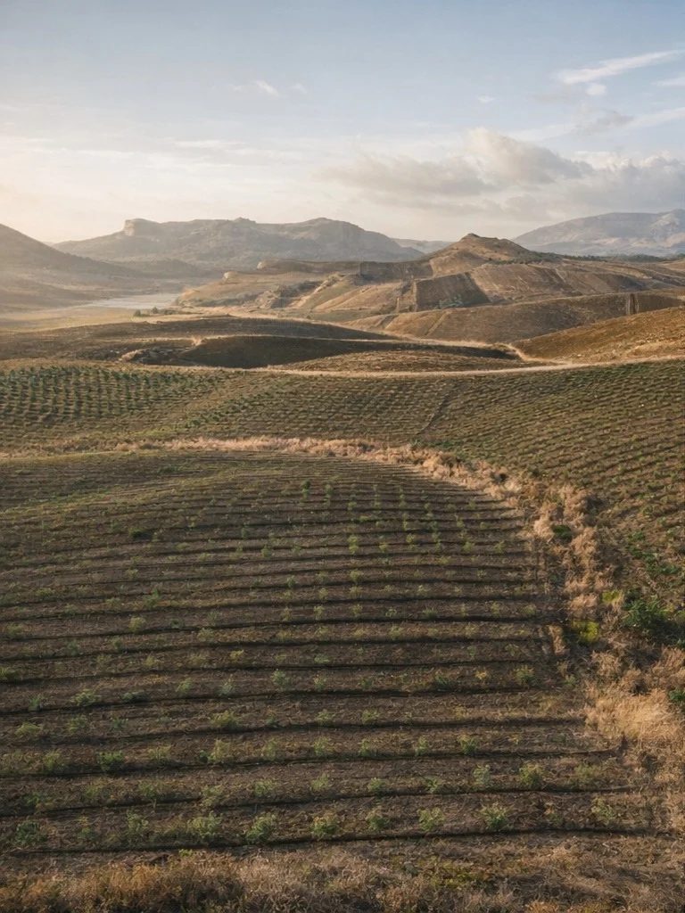 Territorio di Monreale — Miceli & Sensat