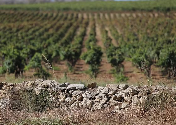 Uliveto Miceli & Sensat — Monreale