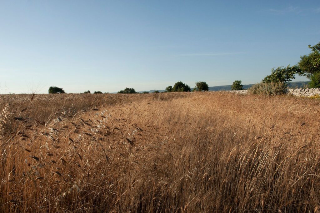 Grano siciliano — Pastificio Minardo